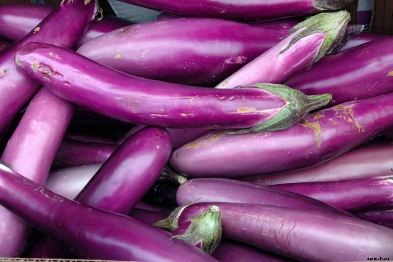 21 of the Best Japanese Eggplant Varieties