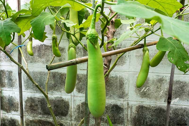 21 of the Best Japanese Eggplant Varieties