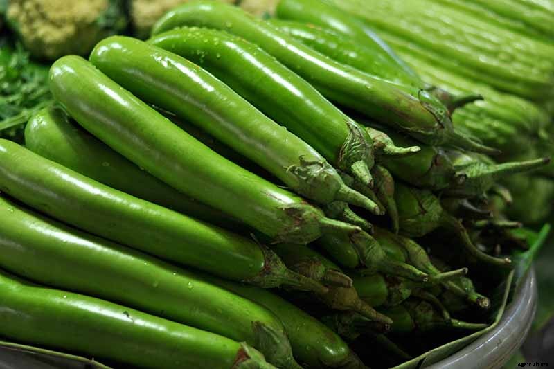 21 of the Best Japanese Eggplant Varieties