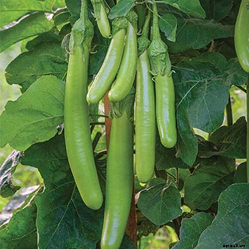 21 of the Best Japanese Eggplant Varieties