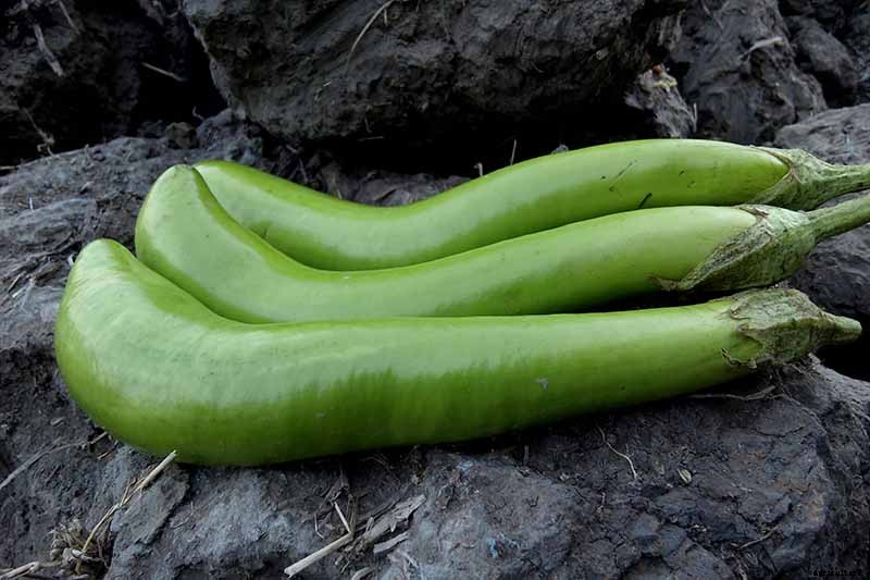 21 of the Best Japanese Eggplant Varieties