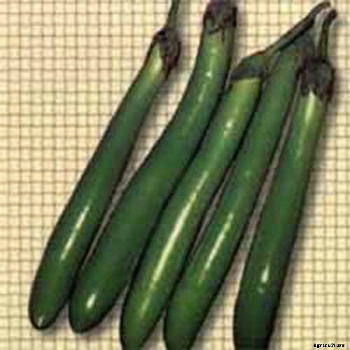 21 of the Best Japanese Eggplant Varieties