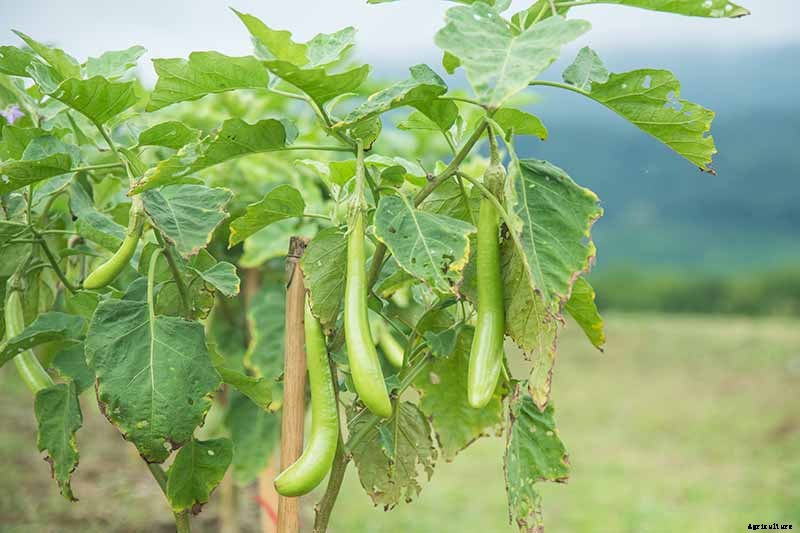 21 of the Best Japanese Eggplant Varieties