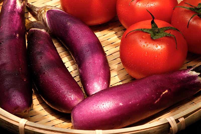 21 of the Best Japanese Eggplant Varieties