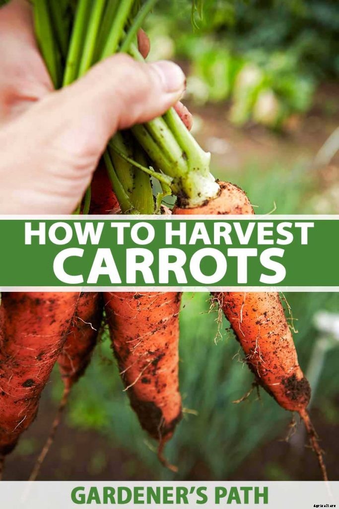 Harvest Time: How and When to Pick Carrots