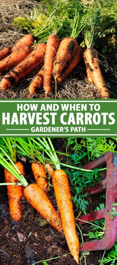 Harvest Time: How and When to Pick Carrots