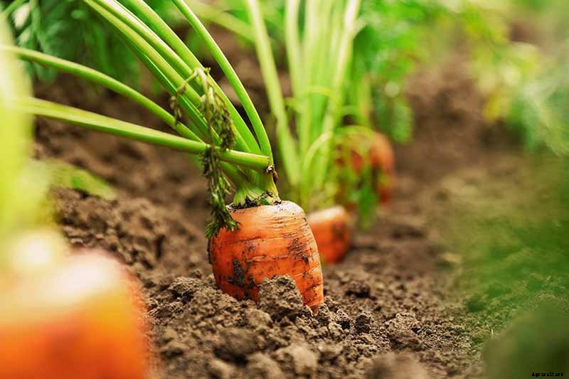 Harvest Time: How and When to Pick Carrots