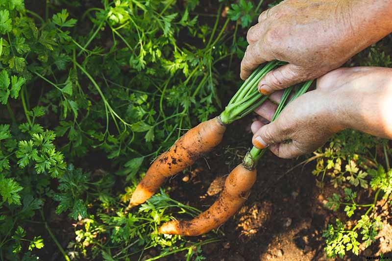 Harvest Time: How and When to Pick Carrots