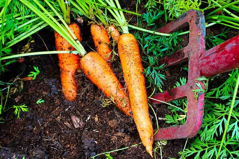 Harvest Time: How and When to Pick Carrots