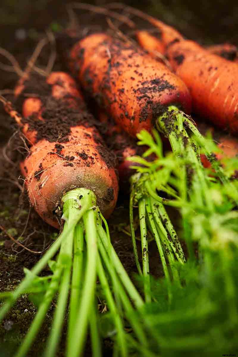 Harvest Time: How and When to Pick Carrots