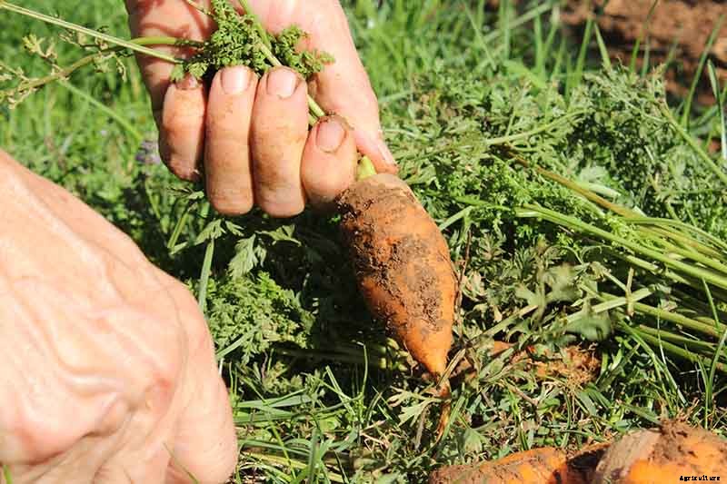 Harvest Time: How and When to Pick Carrots