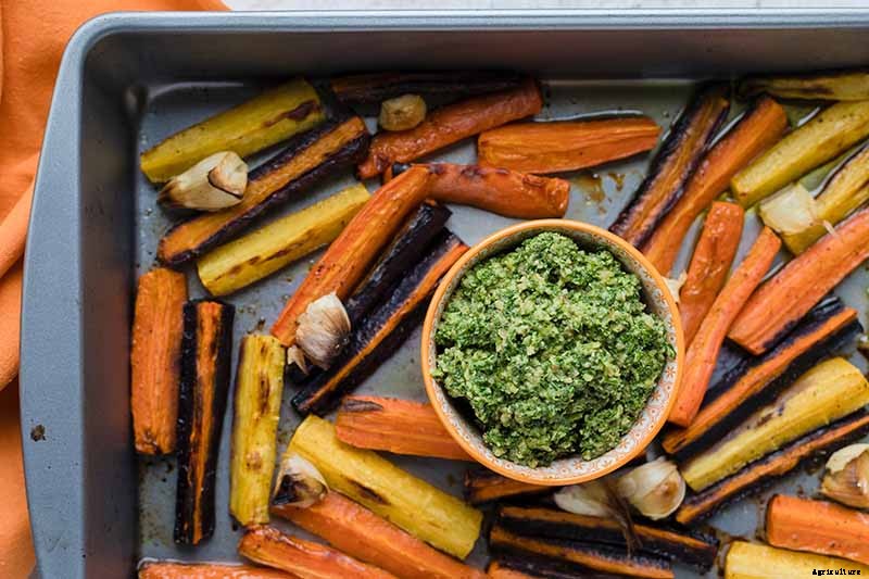 Harvest Time: How and When to Pick Carrots