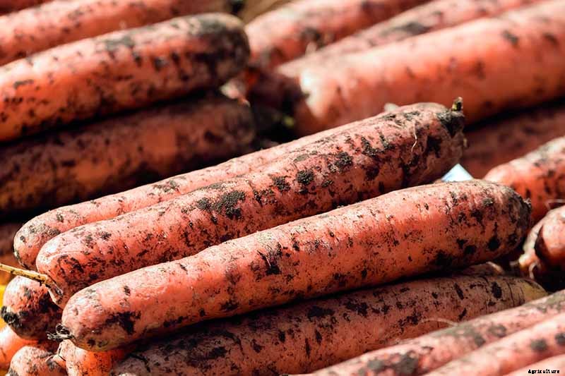 Harvest Time: How and When to Pick Carrots