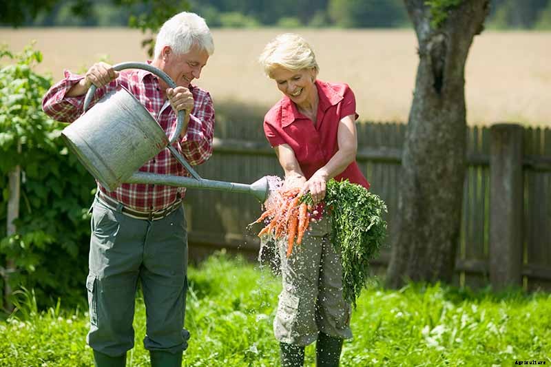 Harvest Time: How and When to Pick Carrots
