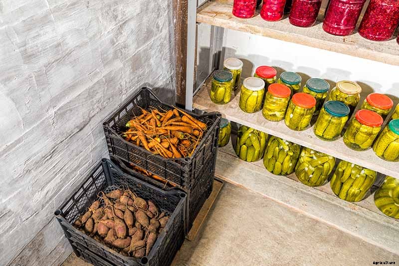 Harvest Time: How and When to Pick Carrots