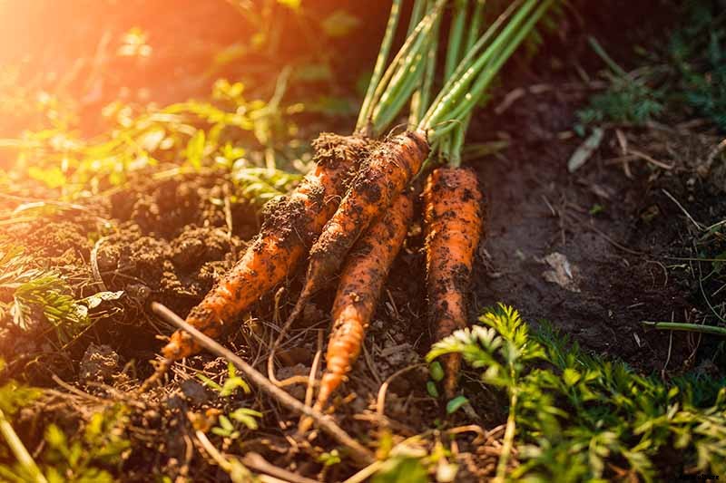 Harvest Time: How and When to Pick Carrots