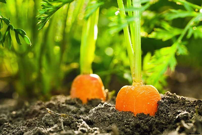 Harvest Time: How and When to Pick Carrots