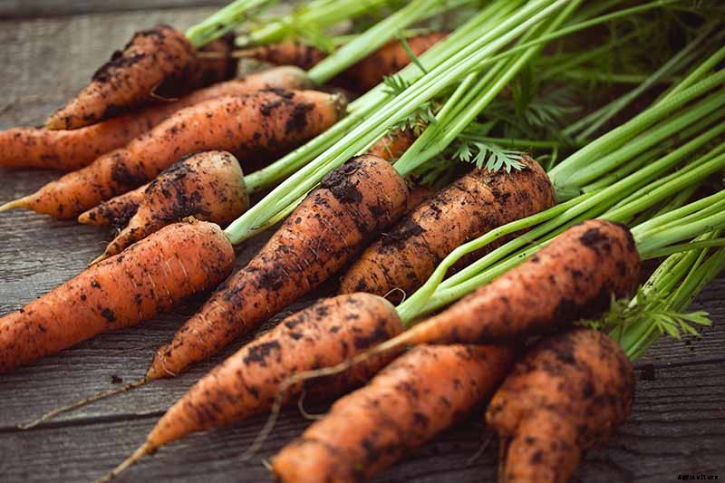 Harvest Time: How and When to Pick Carrots