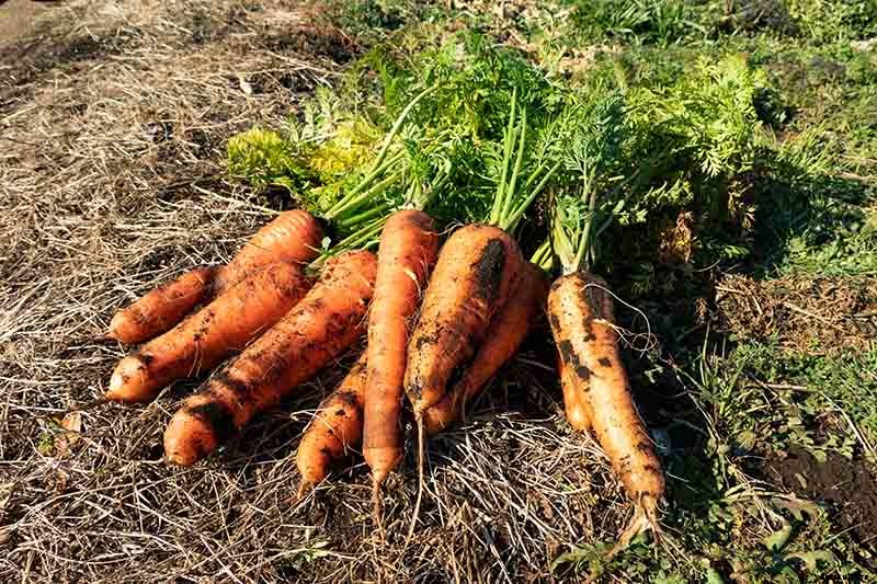 Harvest Time: How and When to Pick Carrots