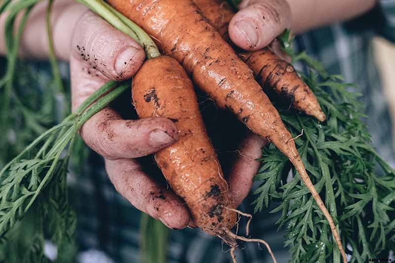 Harvest Time: How and When to Pick Carrots