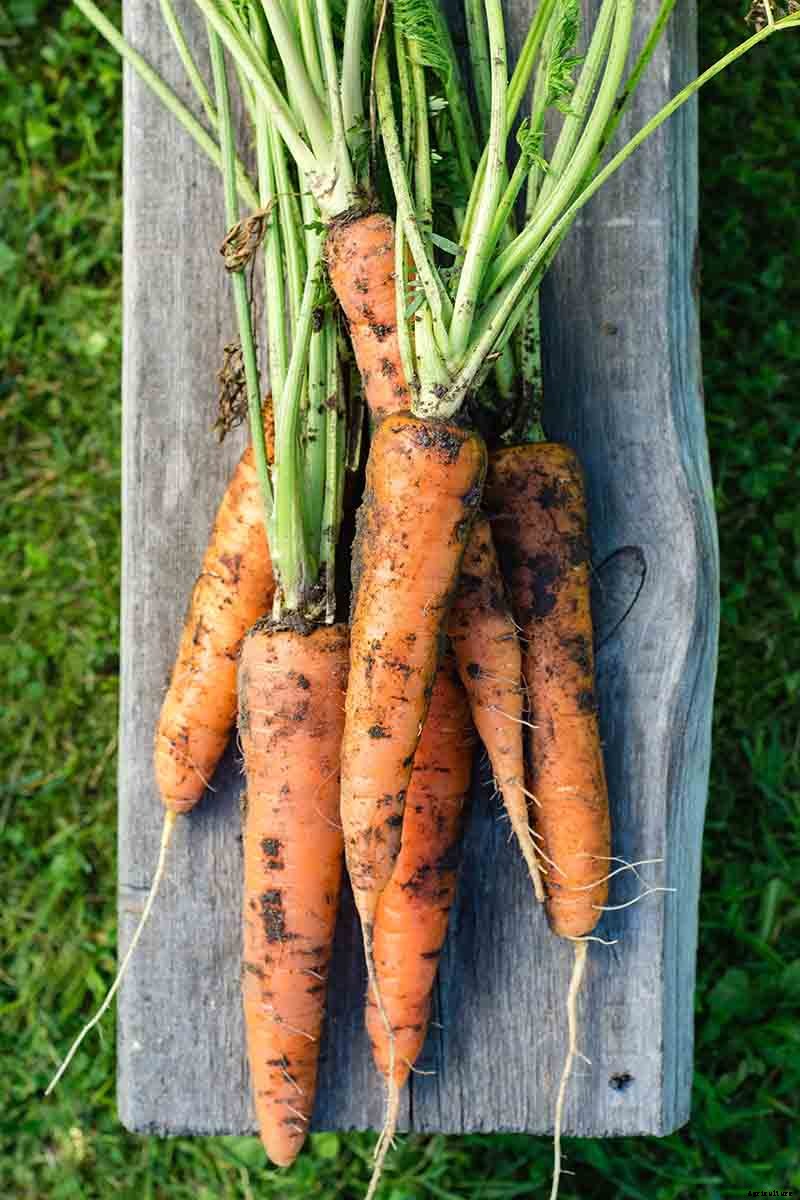 Harvest Time: How and When to Pick Carrots