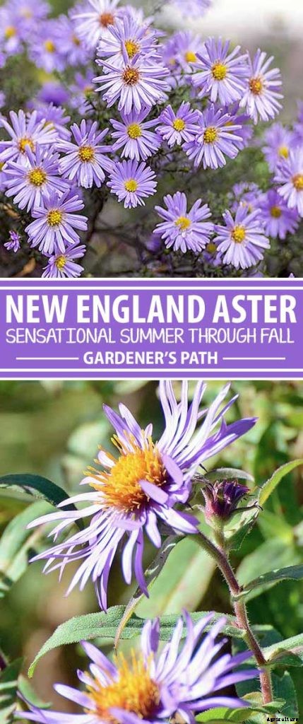 Grow New England Aster for Sensational Summer and Fall Color