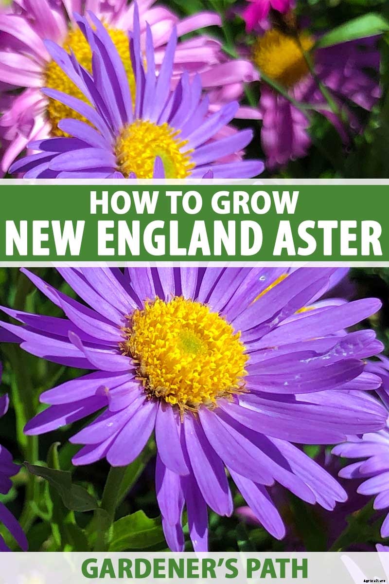 Grow New England Aster for Sensational Summer and Fall Color