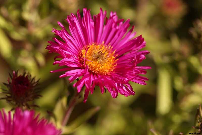 Grow New England Aster for Sensational Summer and Fall Color