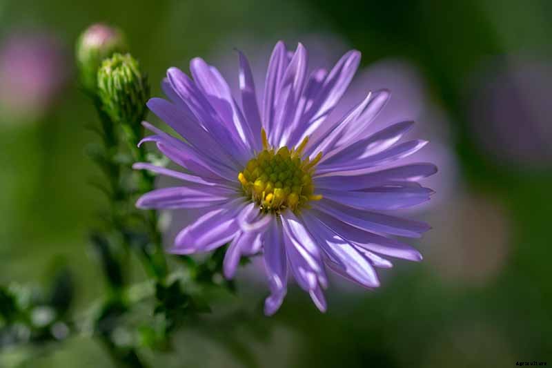 Grow New England Aster for Sensational Summer and Fall Color