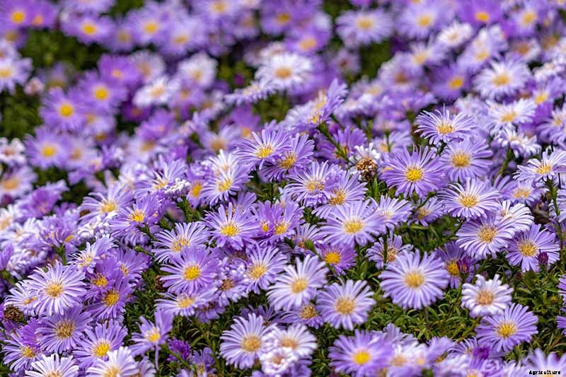Grow New England Aster for Sensational Summer and Fall Color
