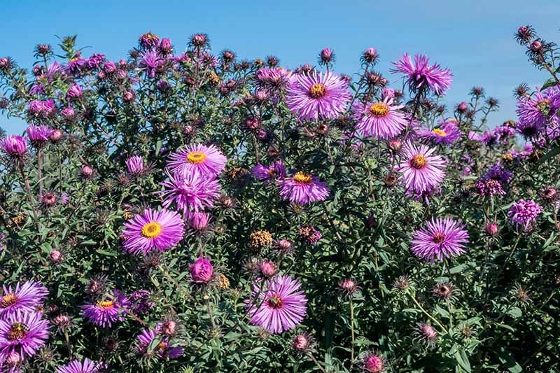 Grow New England Aster for Sensational Summer and Fall Color