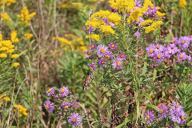 Grow New England Aster for Sensational Summer and Fall Color