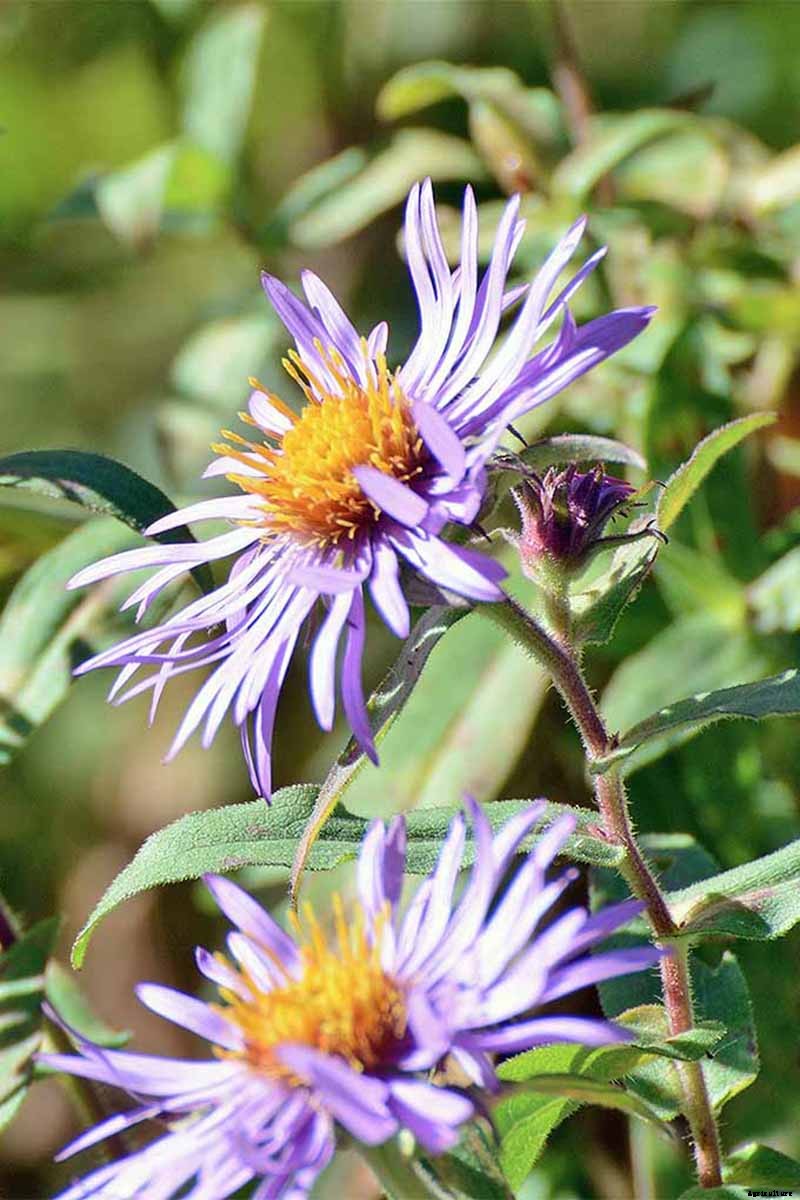 Grow New England Aster for Sensational Summer and Fall Color