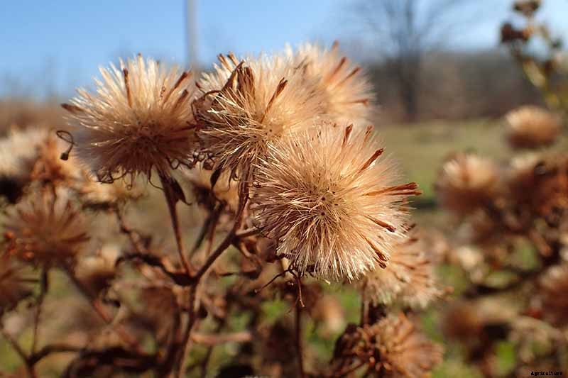 Grow New England Aster for Sensational Summer and Fall Color