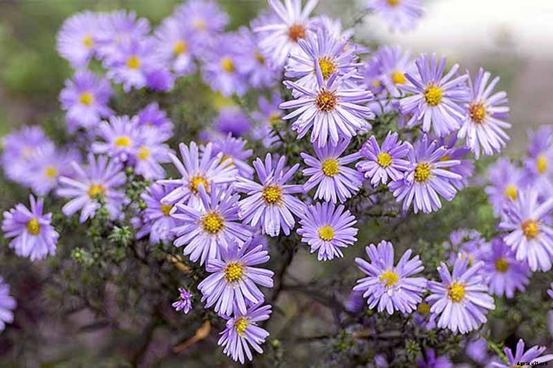 Grow New England Aster for Sensational Summer and Fall Color