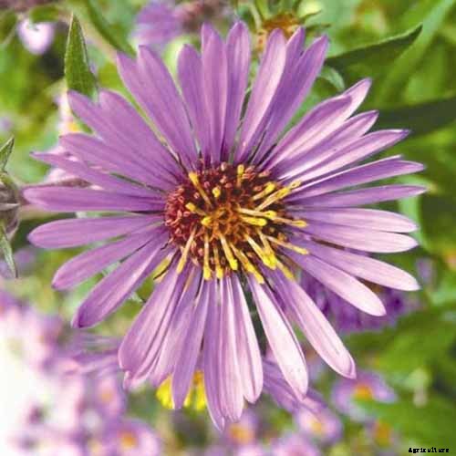 Grow New England Aster for Sensational Summer and Fall Color