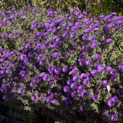 Grow New England Aster for Sensational Summer and Fall Color