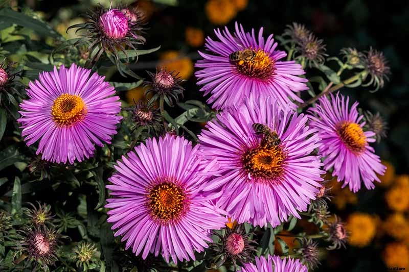Grow New England Aster for Sensational Summer and Fall Color