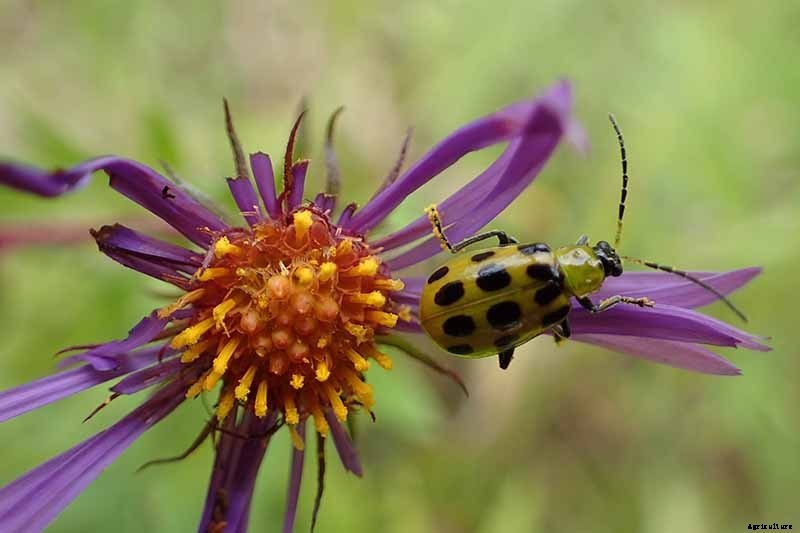 Grow New England Aster for Sensational Summer and Fall Color