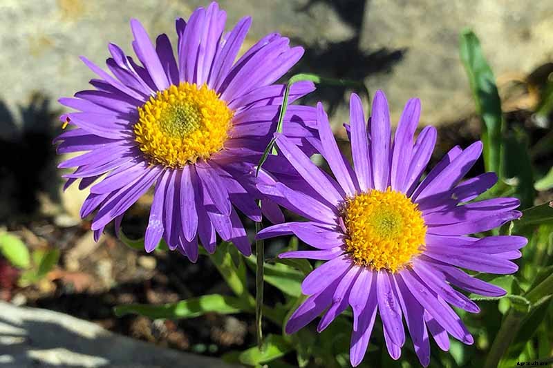 Grow New England Aster for Sensational Summer and Fall Color