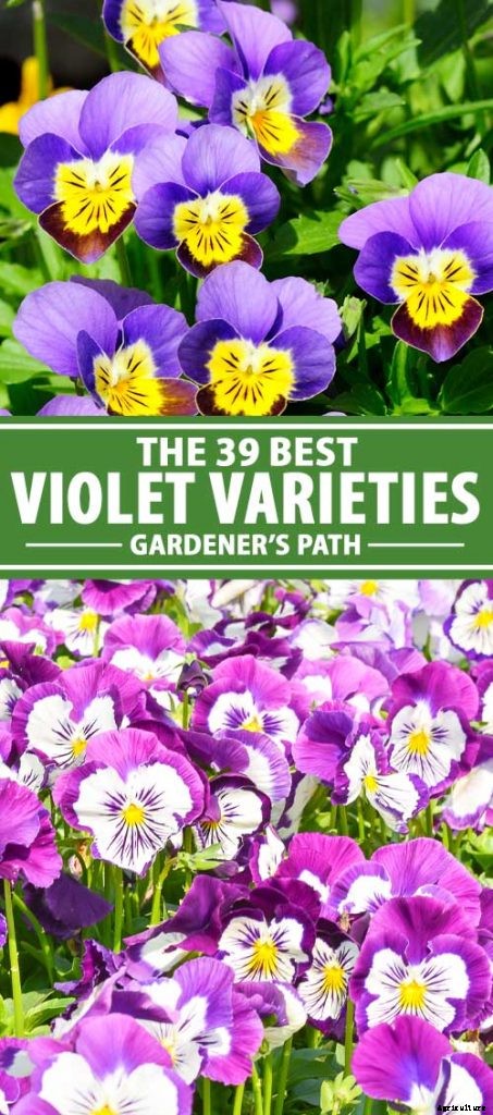 39 of the Best Violet Varieties