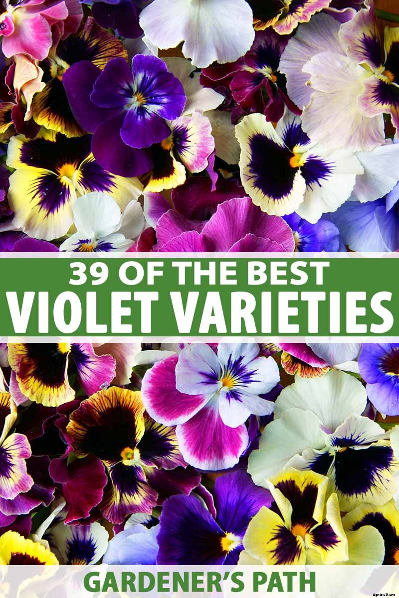 39 of the Best Violet Varieties