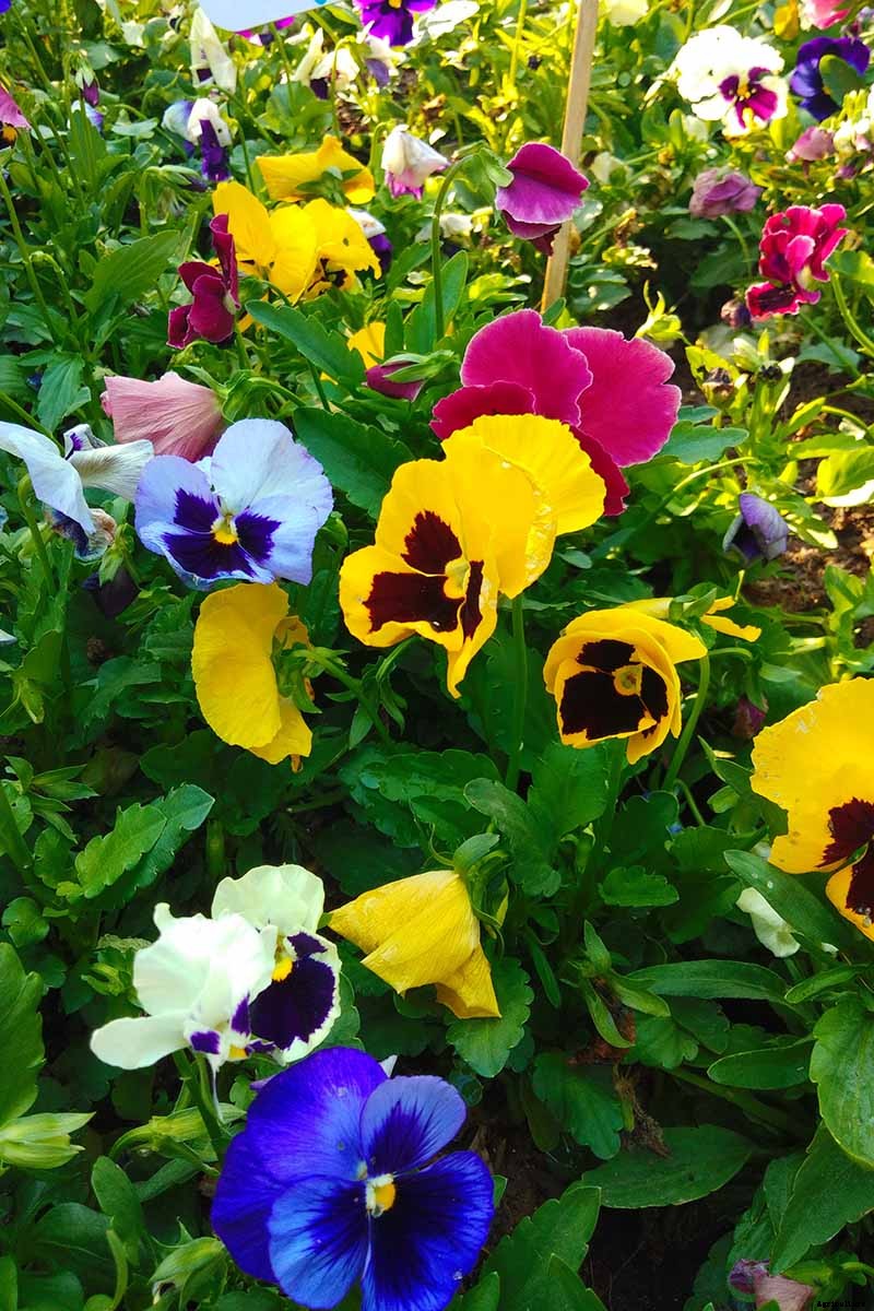 39 of the Best Violet Varieties