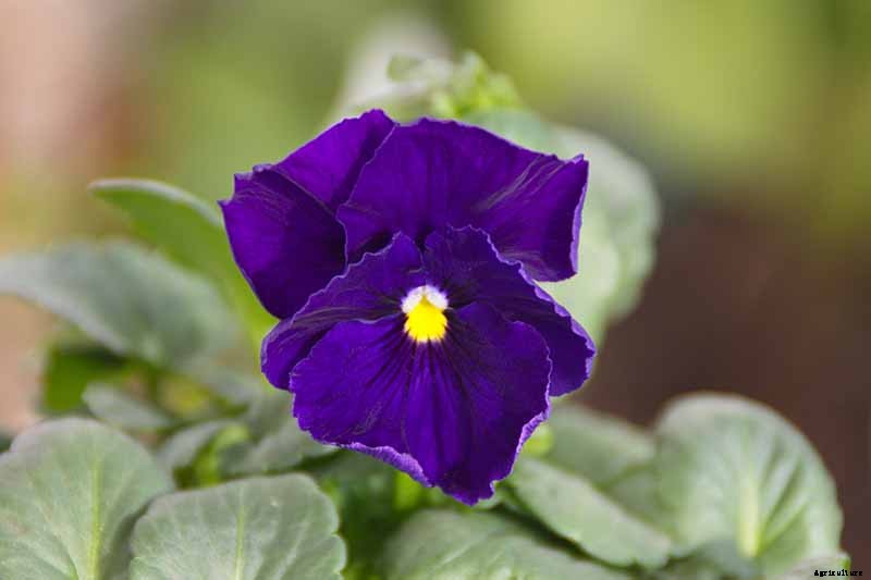 39 of the Best Violet Varieties