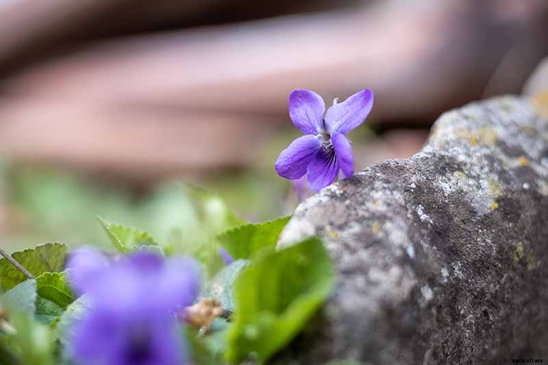 39 of the Best Violet Varieties