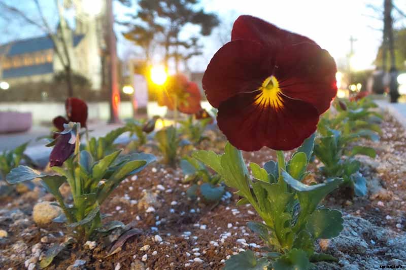 39 of the Best Violet Varieties