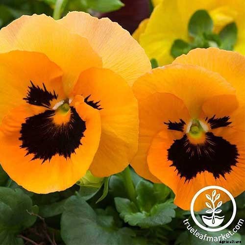 39 of the Best Violet Varieties