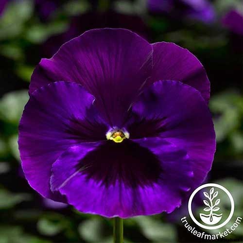 39 of the Best Violet Varieties