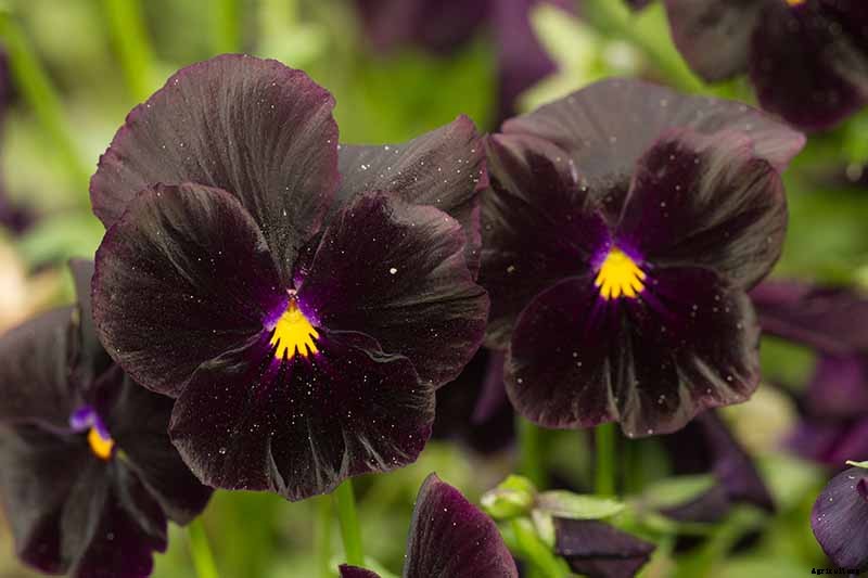 39 of the Best Violet Varieties