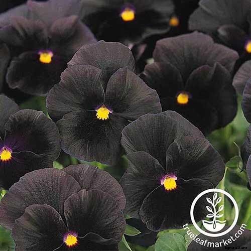39 of the Best Violet Varieties
